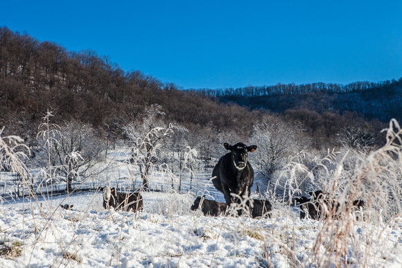 Rappahannock Snow Cows