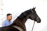 Horse3