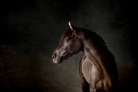 2221IMG_1775-Edit-Edit-2