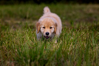Puppy